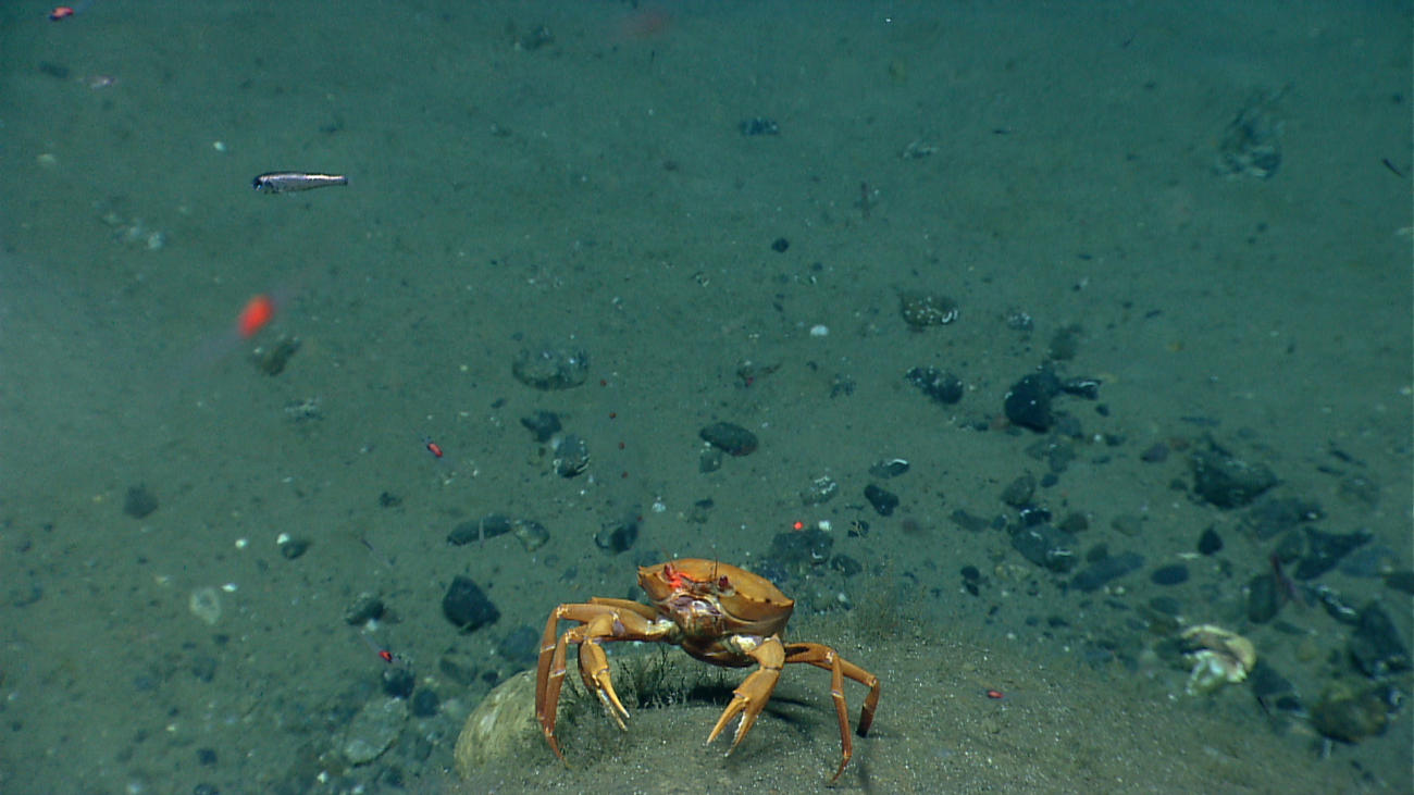 Deep sea red crab Chaceon quinquedens standing on a rock