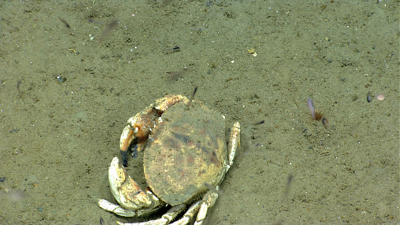 A large crab (Cancer sp