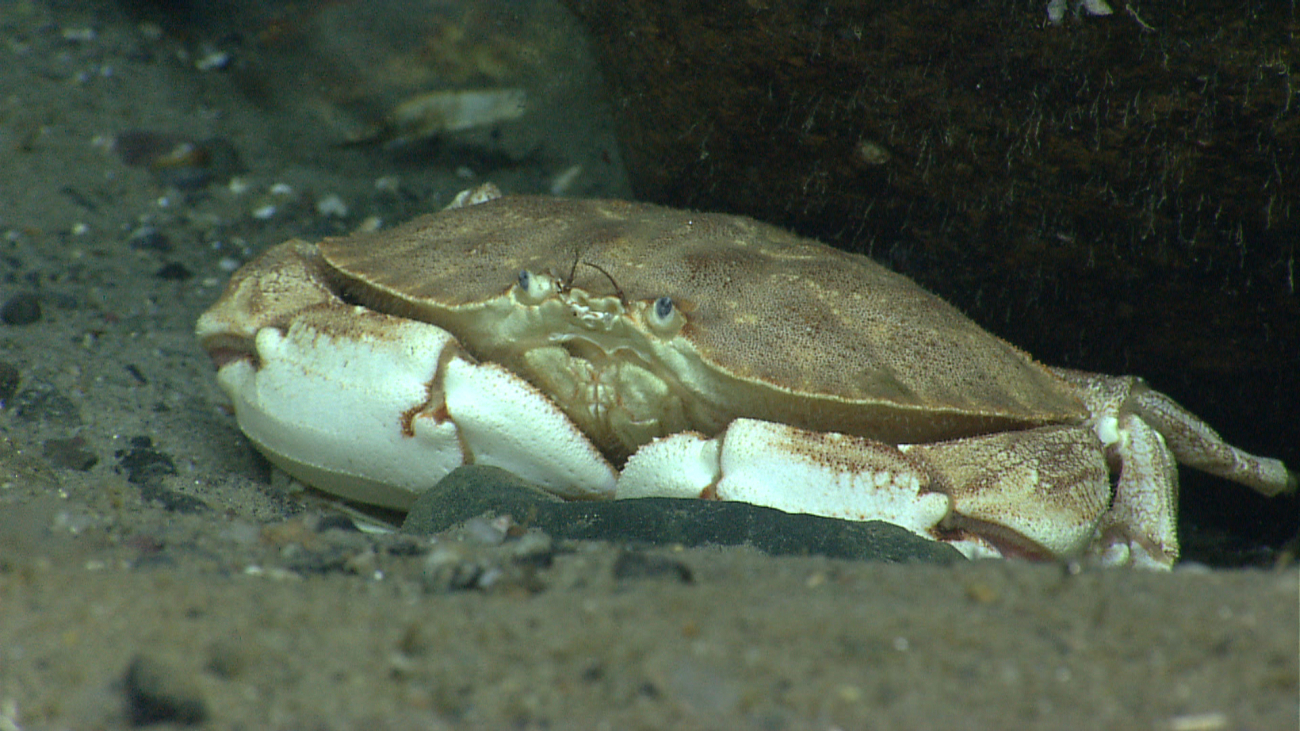 A large crab (Cancer sp