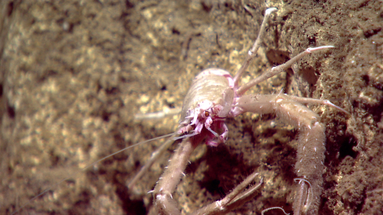 A pinkish white squat lobster on a sediment covered rock surface