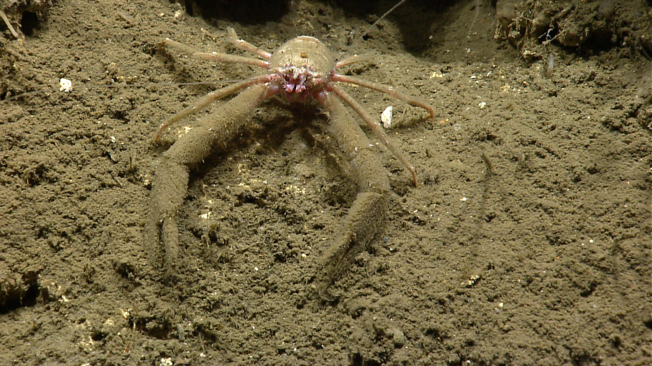 A very dirty appearing pinkish white squat lobster