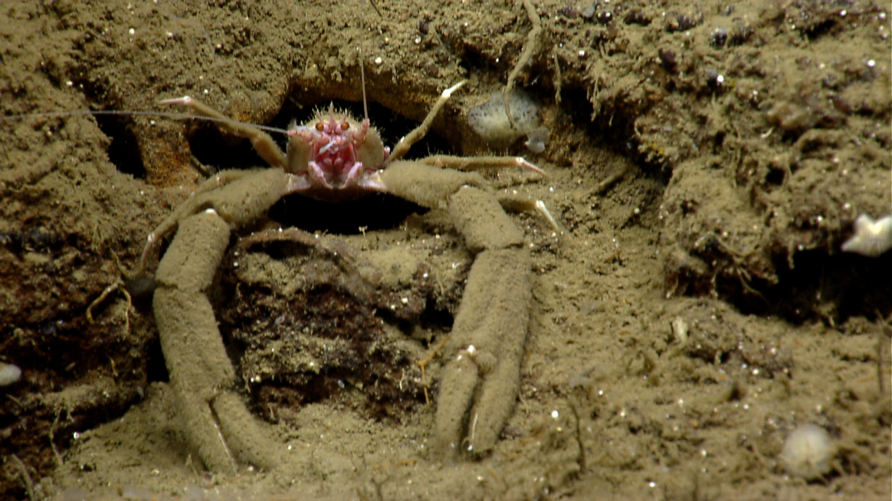 Pinkish squat lobster with furry claws at entrance to what seems to be its den