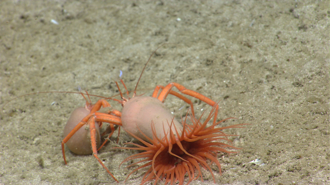 Hermit crabs with symbiotic anemones