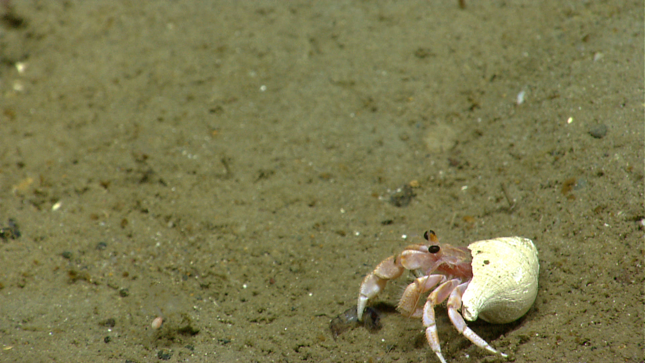 Hermit crab that has captured an amphipod in right claw