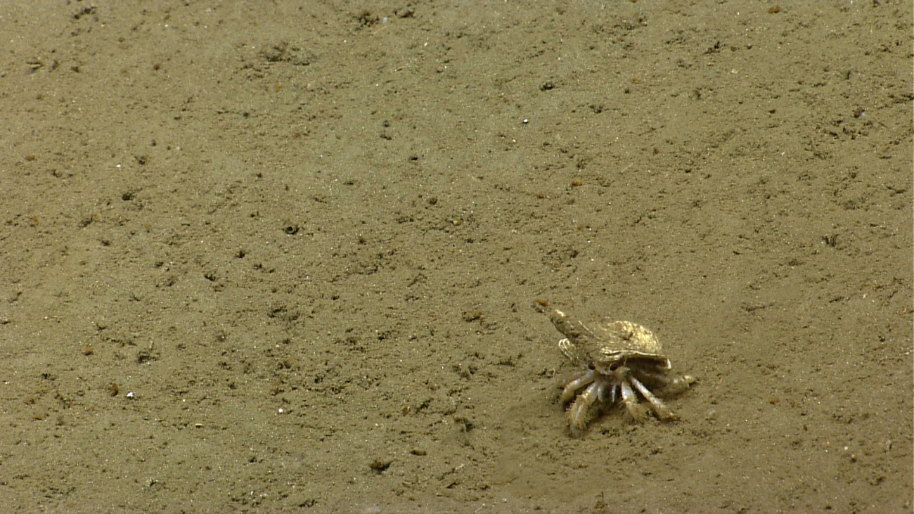 Dirty looking hermit crab