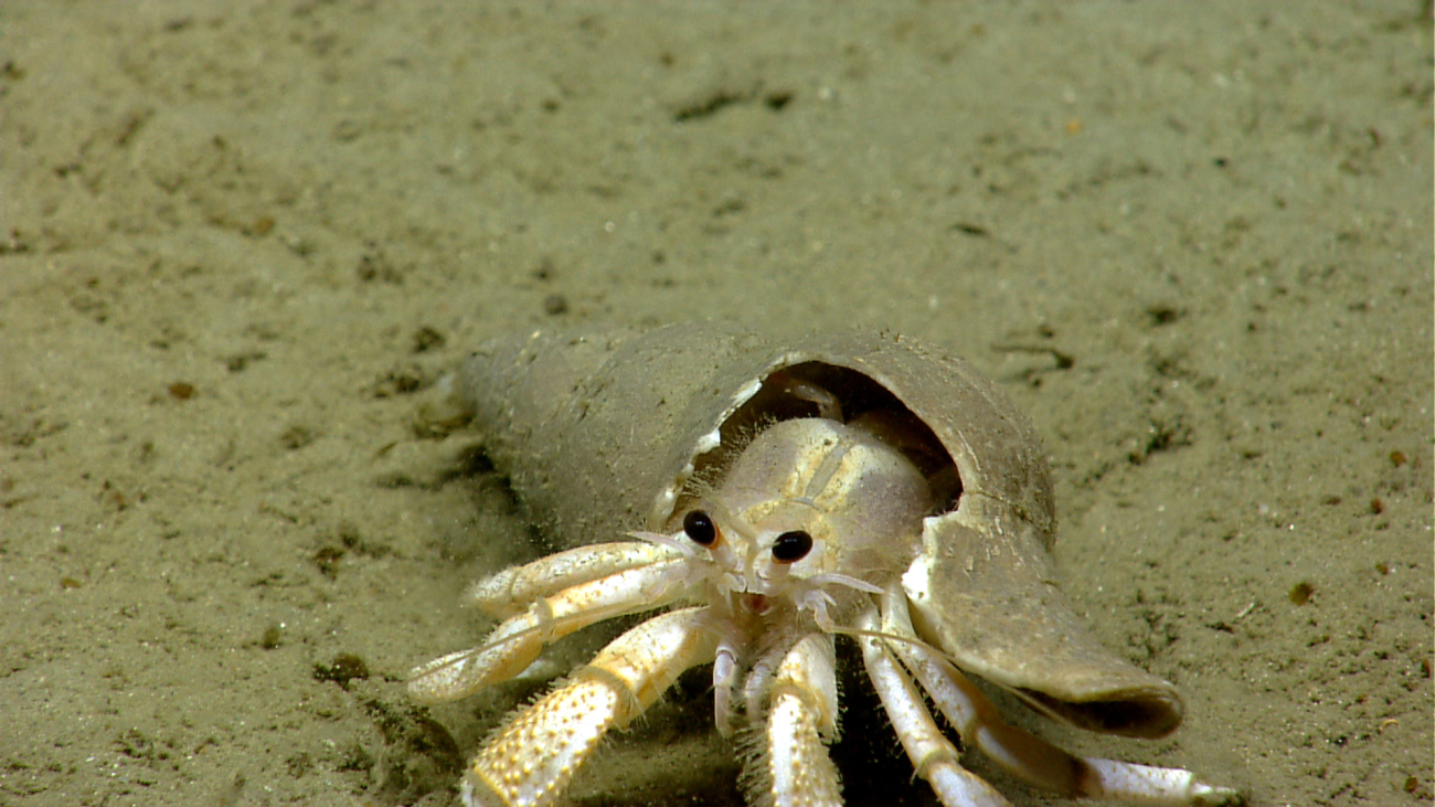 Hermit crab in broken whelk shell