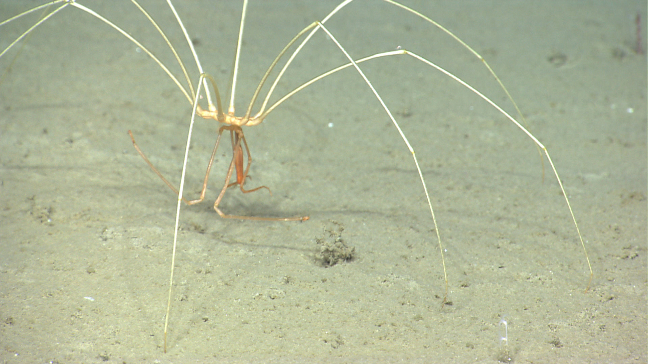 Pycnogonid crab with feeding proboscis extending below its body