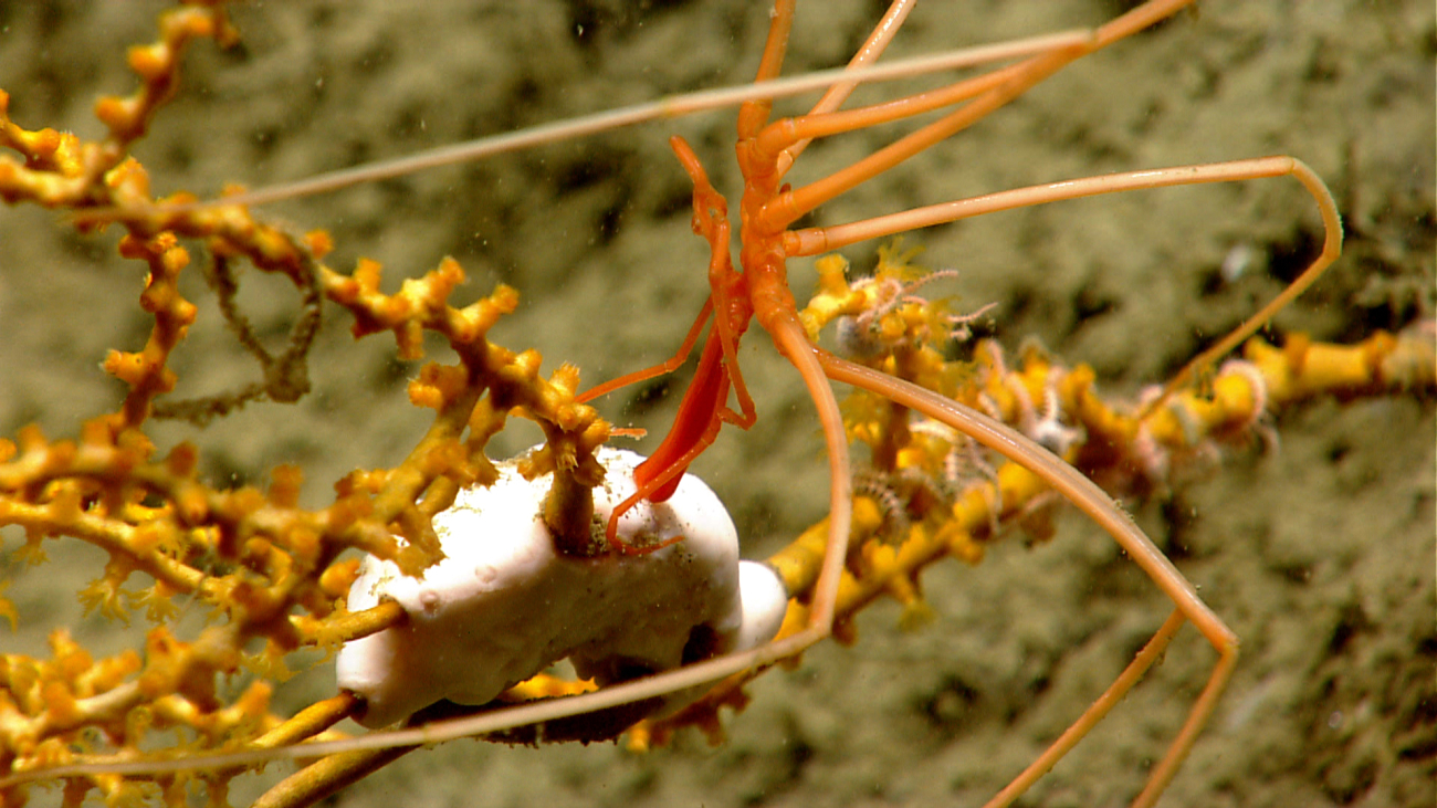 Pycnogonid crab with feeding proboscis extending below its body on a smallparamuricean coral