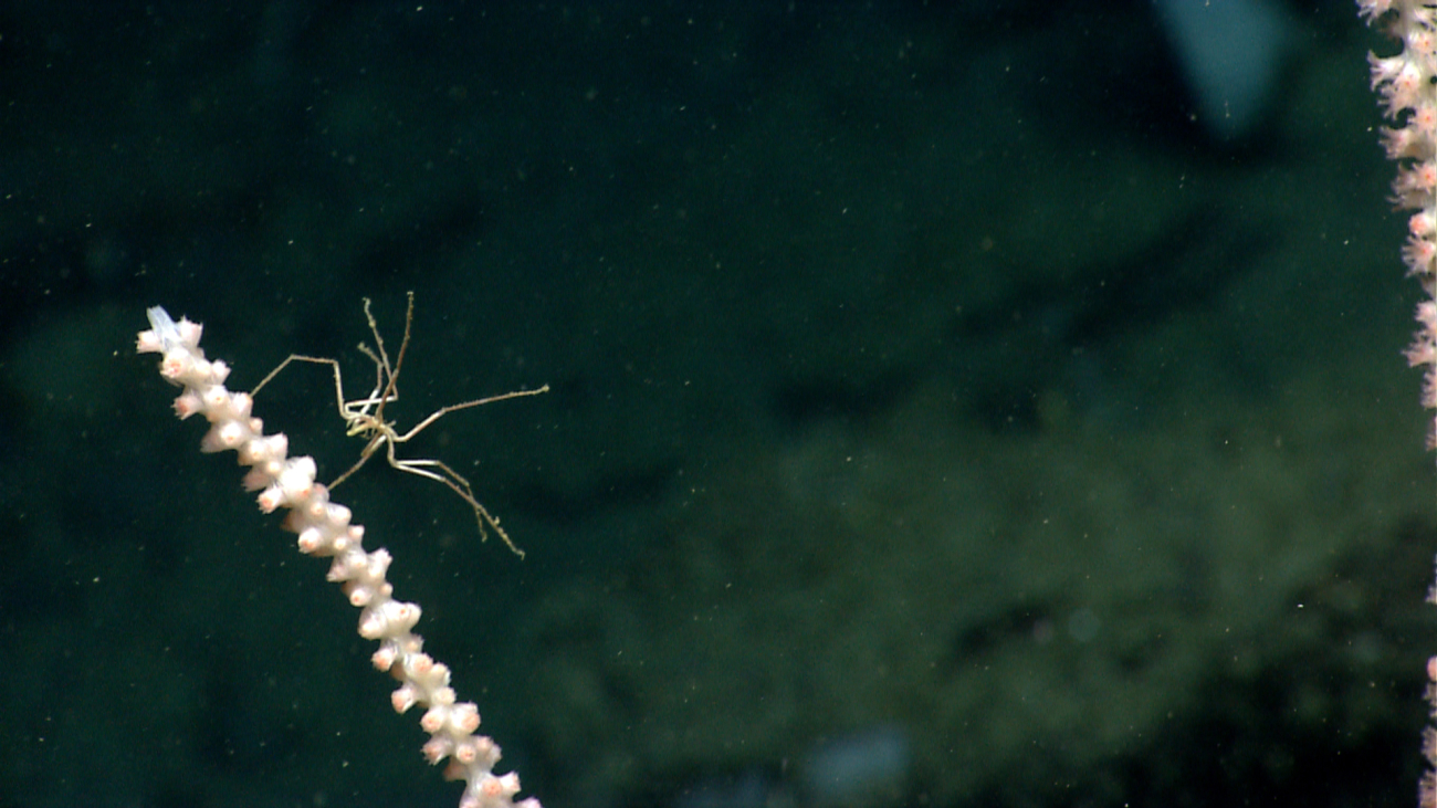 Sea spider on a bamboo coral
