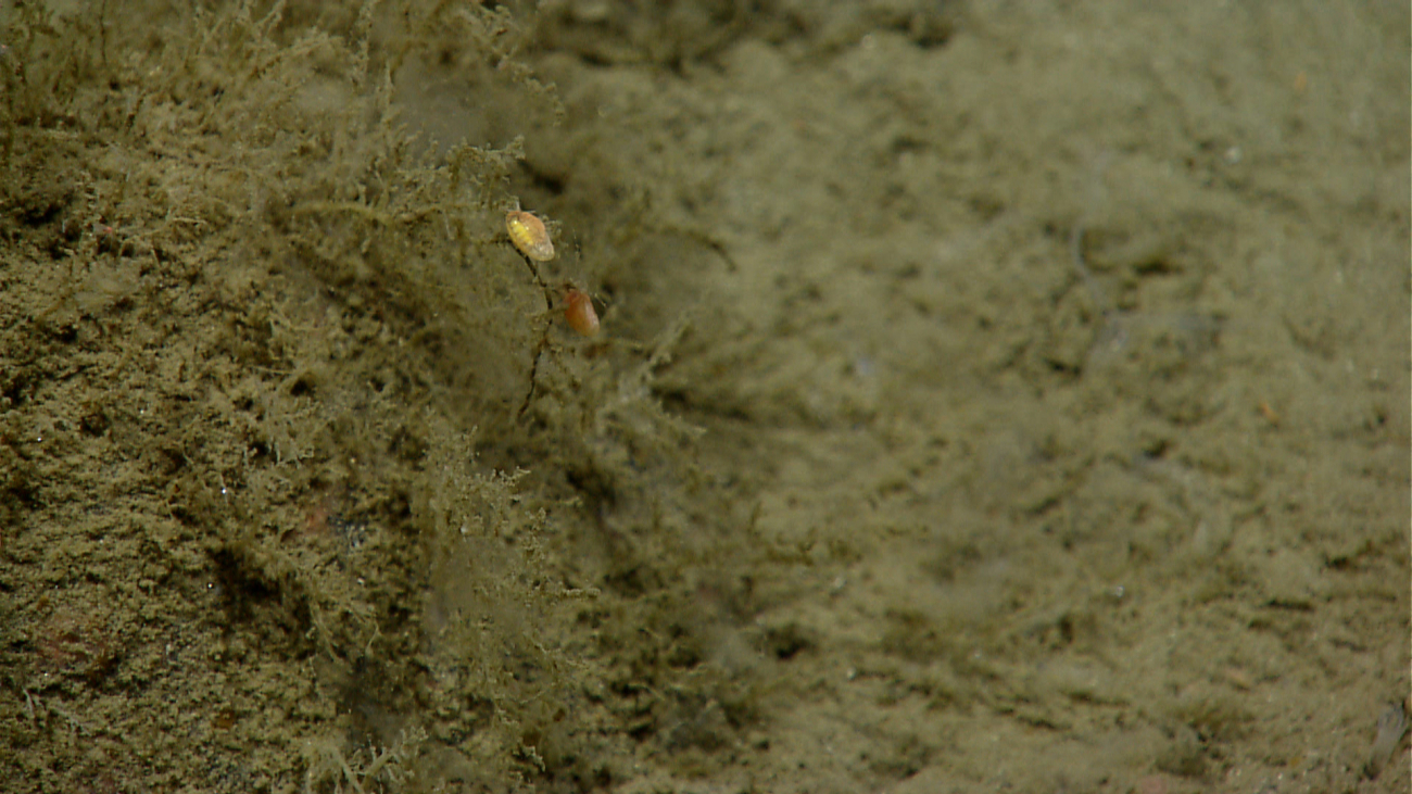 Amphipods? on a small hydroid