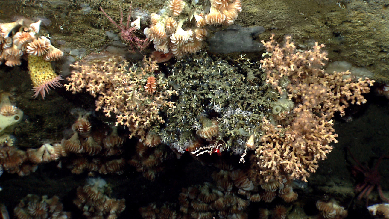 Solenosmilia variabilis coral and cup corals