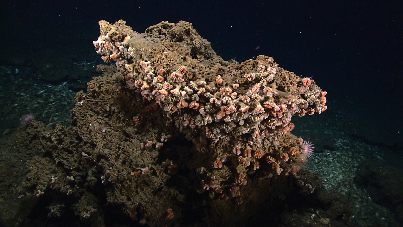 A rock outcrop literally covered with cup corals in close proximity to a coldseep area covered with dead mussel shells