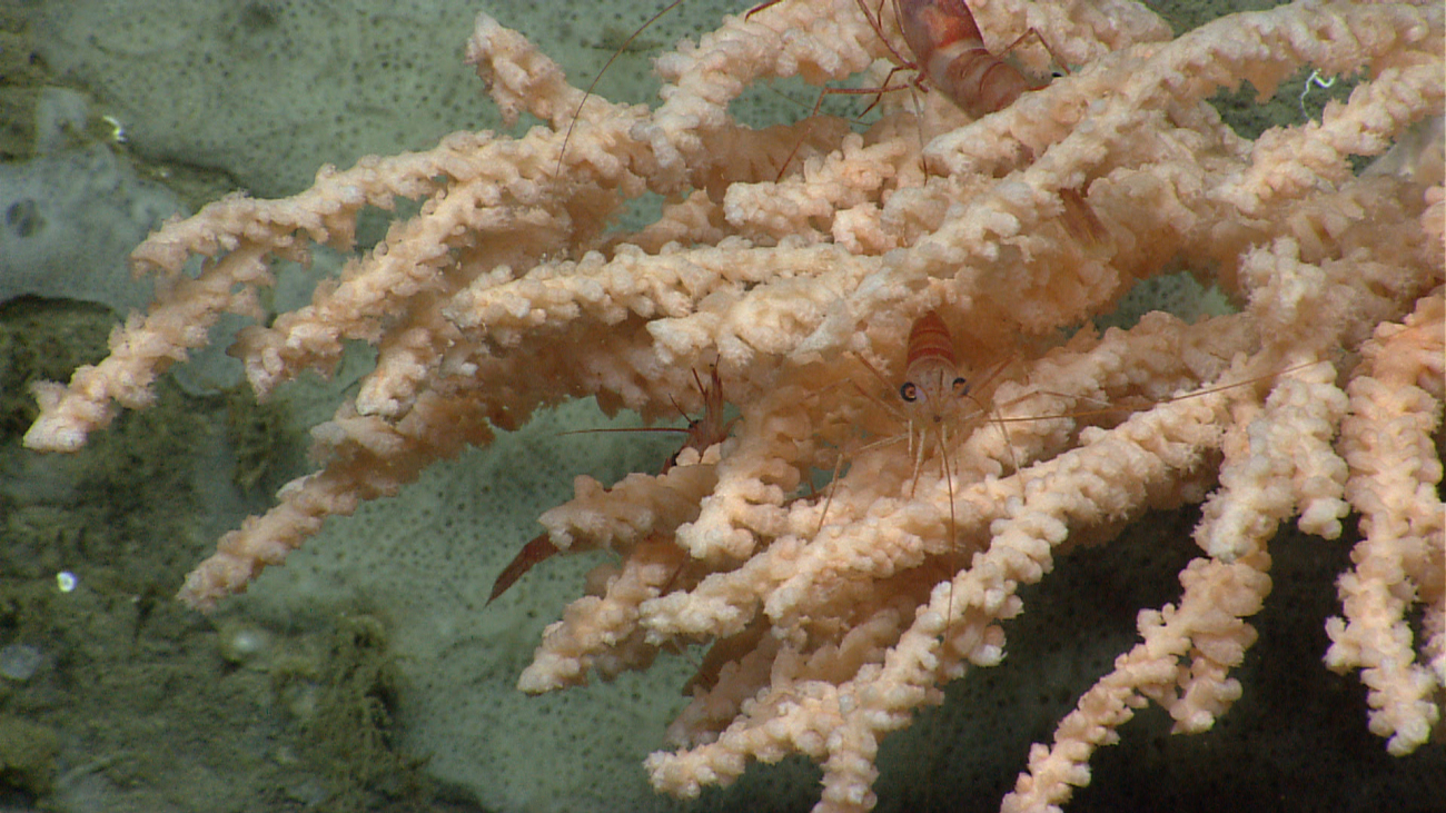 Three pandalid shrimp on a coral bush with an encrusting sponge below
