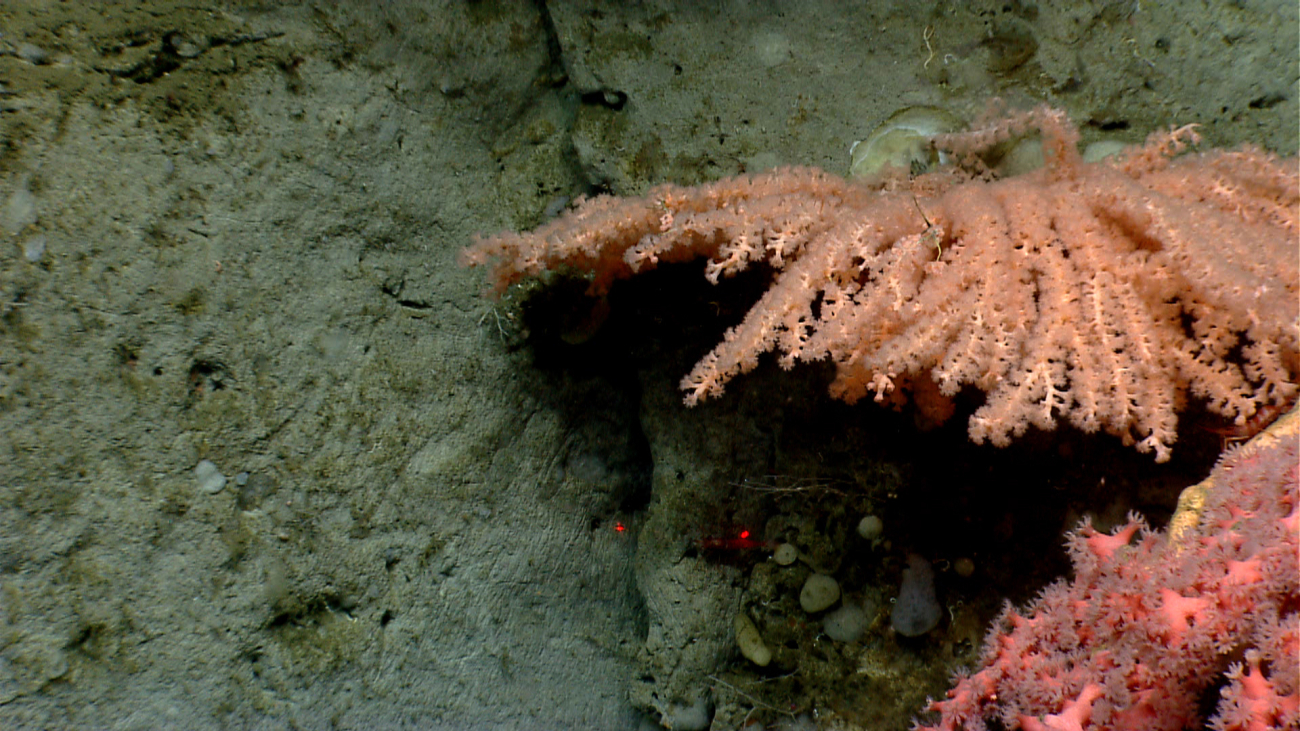 Looking down axis of coral bush that has polyps extended with paragorgia coralin lower right