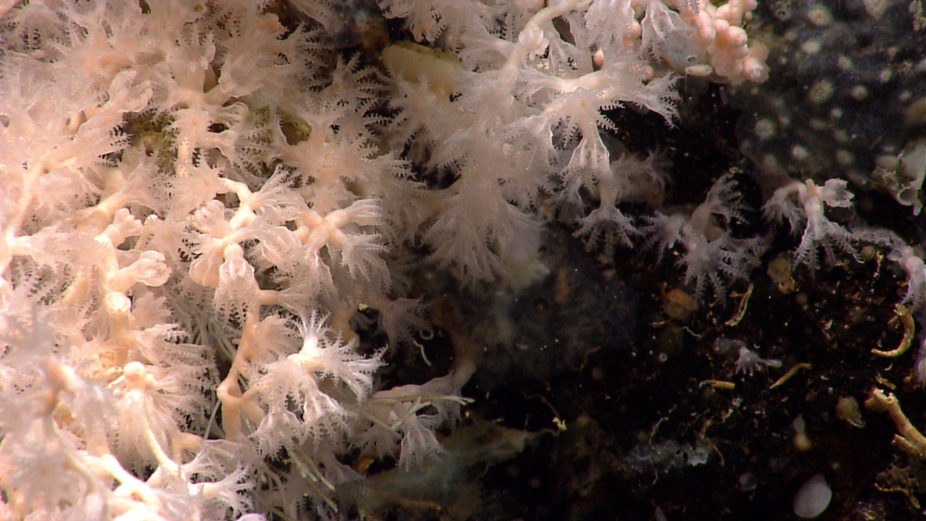 Beautiful white octocorals and small tube worms on a black rock outcrop