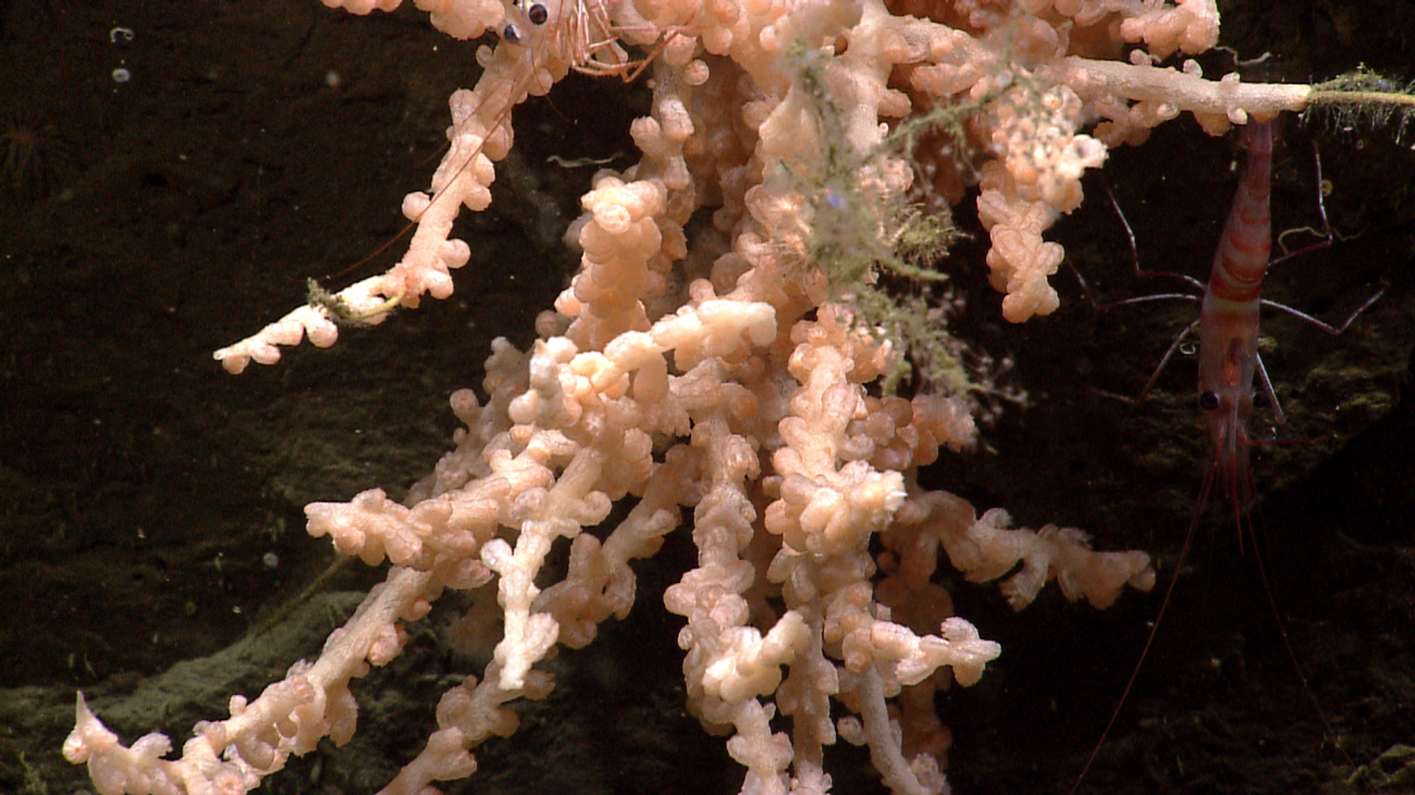 Pinkish-white coral with polyps retracted