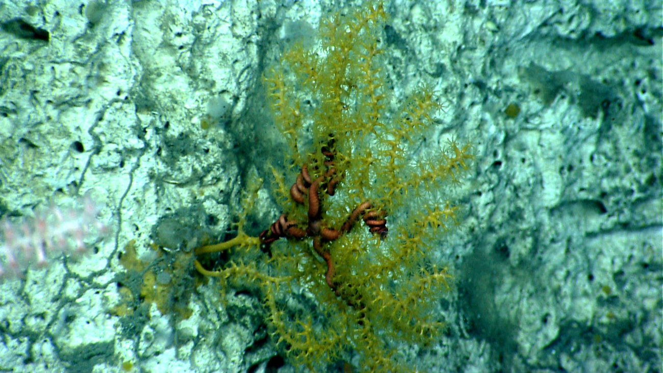 A paramuricid coral with associated brittle star on a vertical rock face