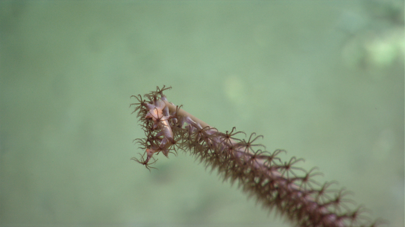 Deep sea octocoral