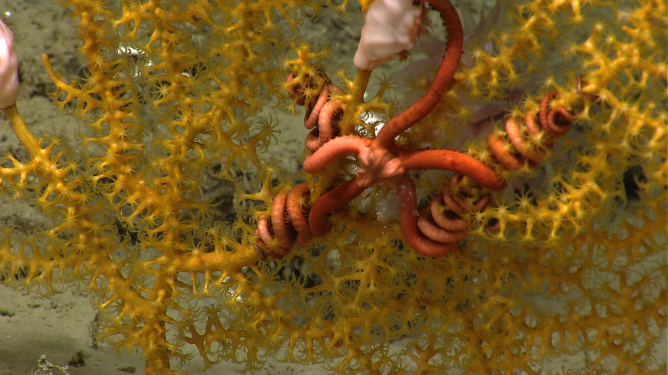 An orange gorgonian octocoral with a large pinkish red brittle star