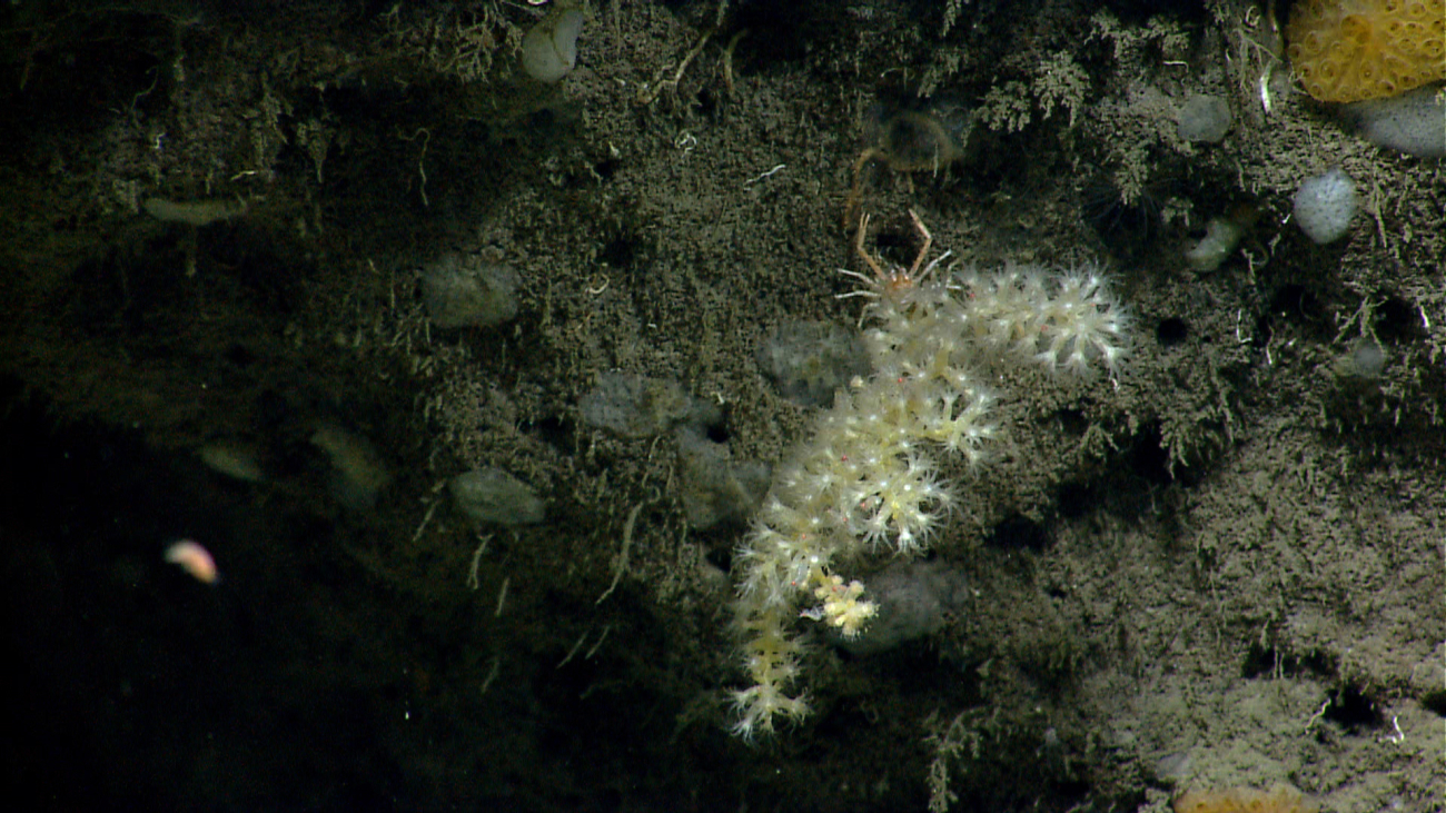 A white octocoral bush with white zoanthids and a squat lobster
