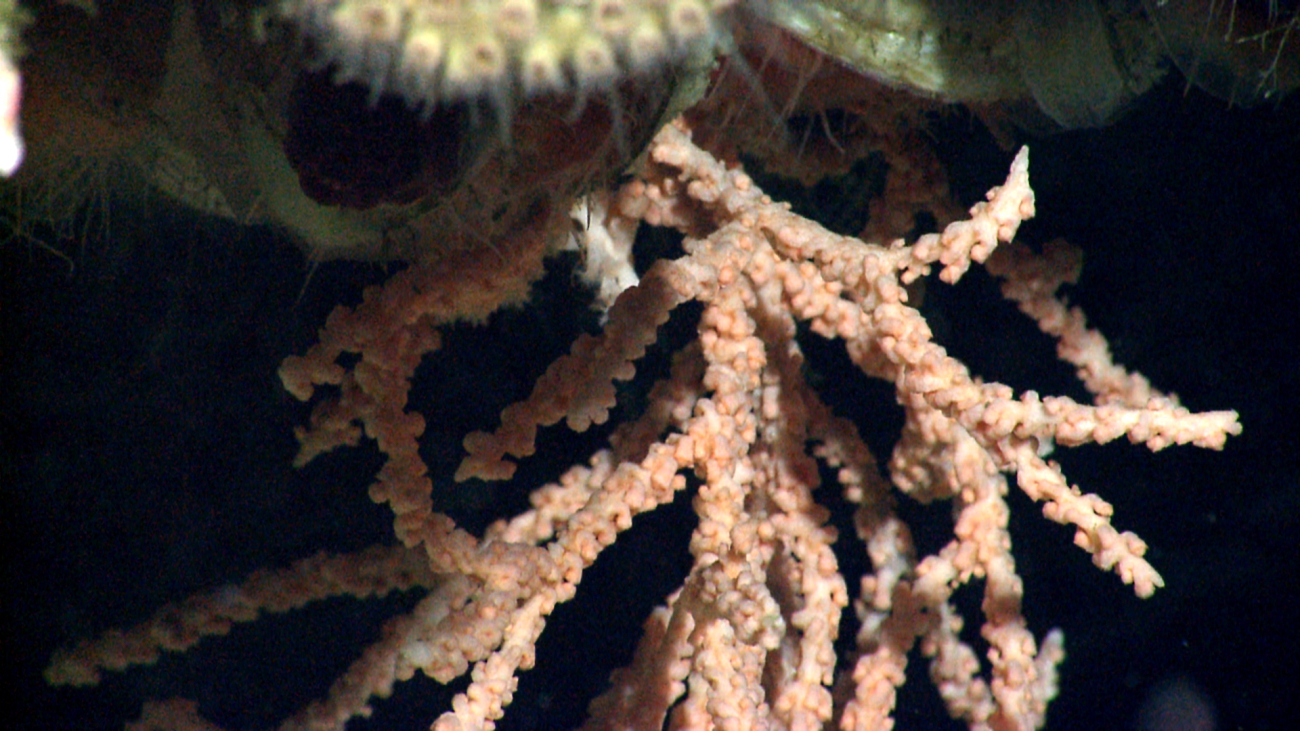 A scleractinian coral with polyps retracted