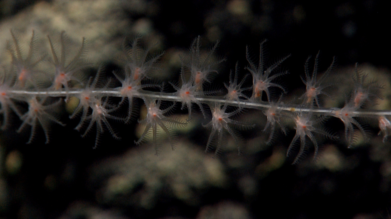 Bamboo octocoral branch