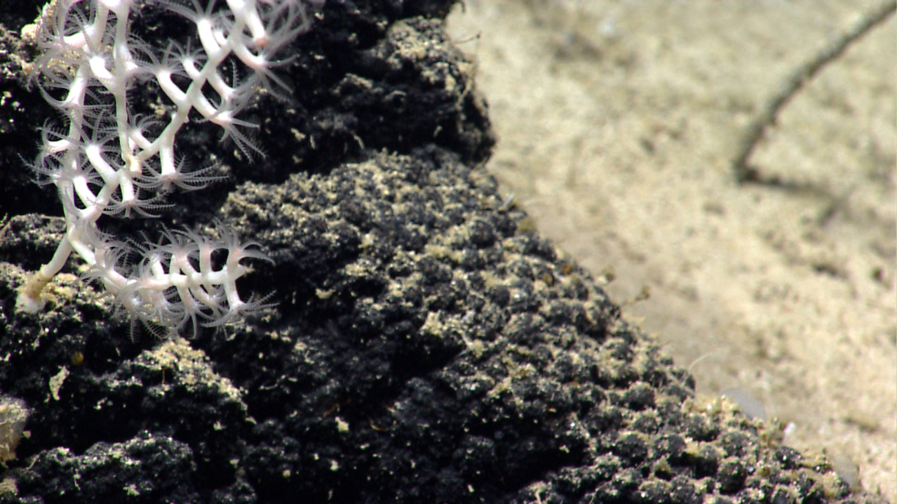 A white branching octocoral near a botryoidal manganese crust
