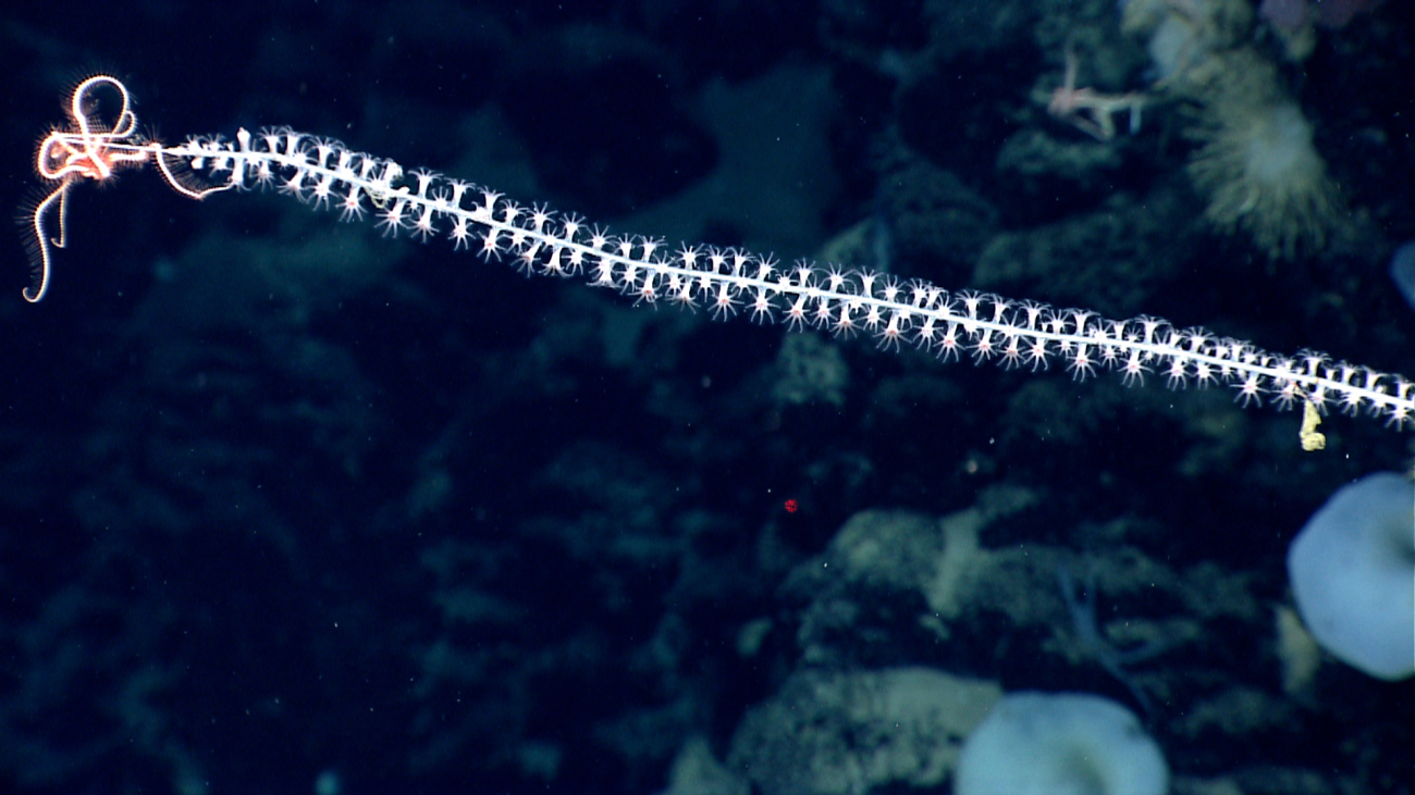 A bamboo whip octocoral with a brittle star at its extremity