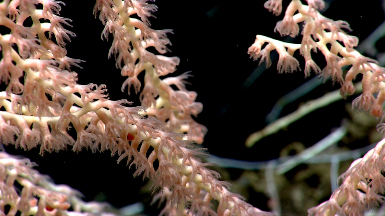 Bamboo octocoral