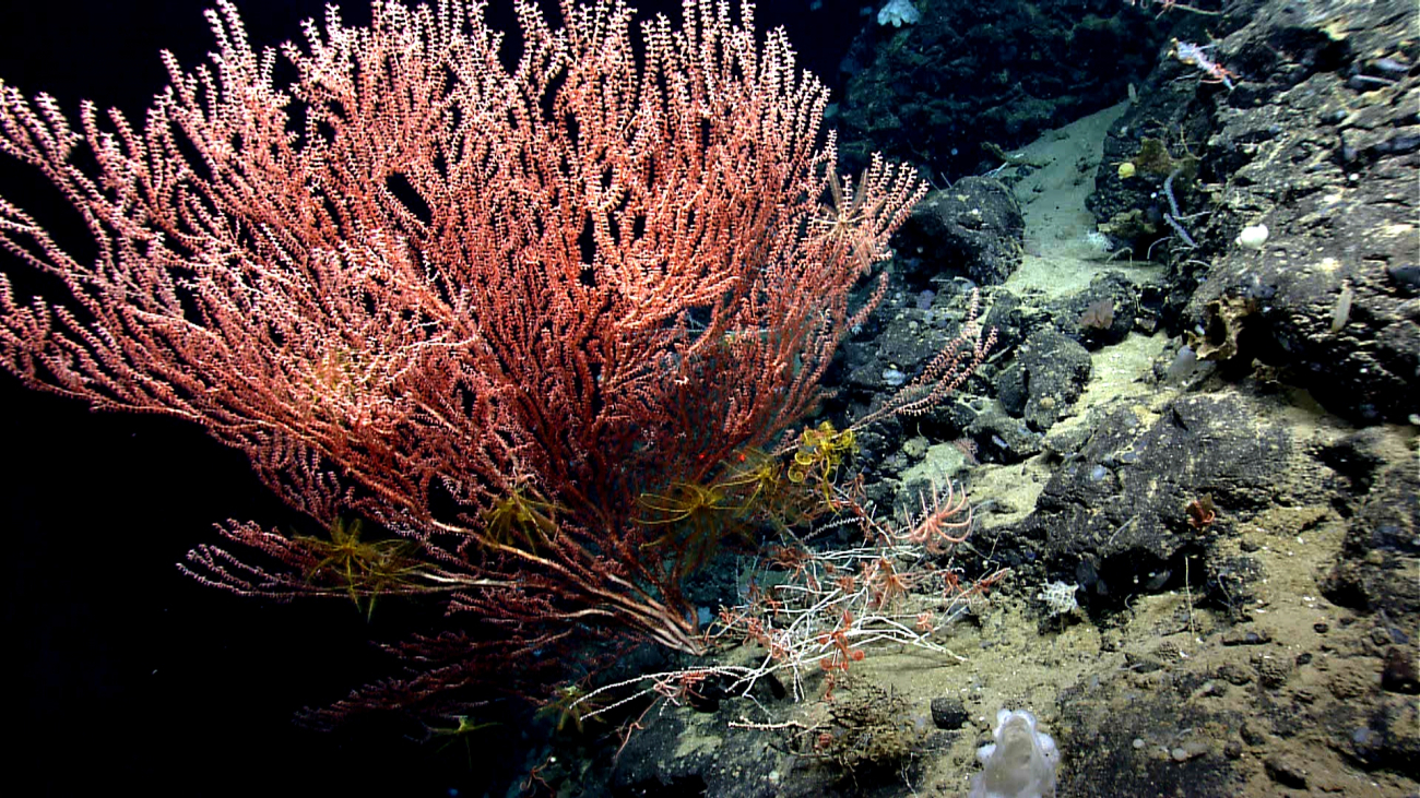 A large bamboo octocoral with yellow feather star crinoids near thebase and a whitish brown feather star crinoid in the right most branches
