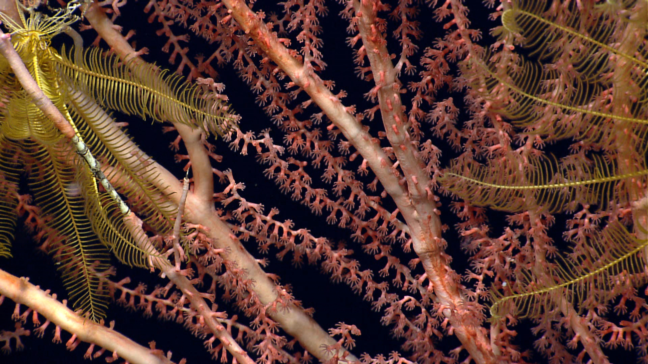 Yellow feather star crinoids in the branches of a large bamboo coral bush
