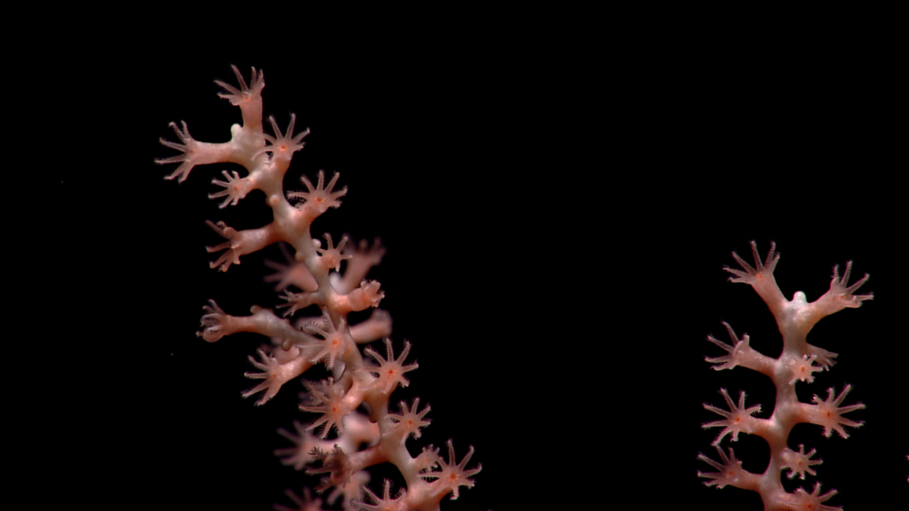 Pink polyps with red mouth area at the tips of octocoral branches