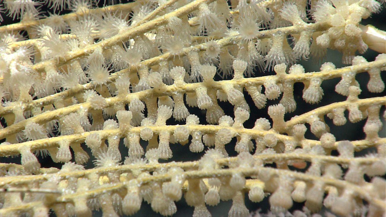 A coral bush that apparently has been overcome by sand-colored granularappearing  zoanthids