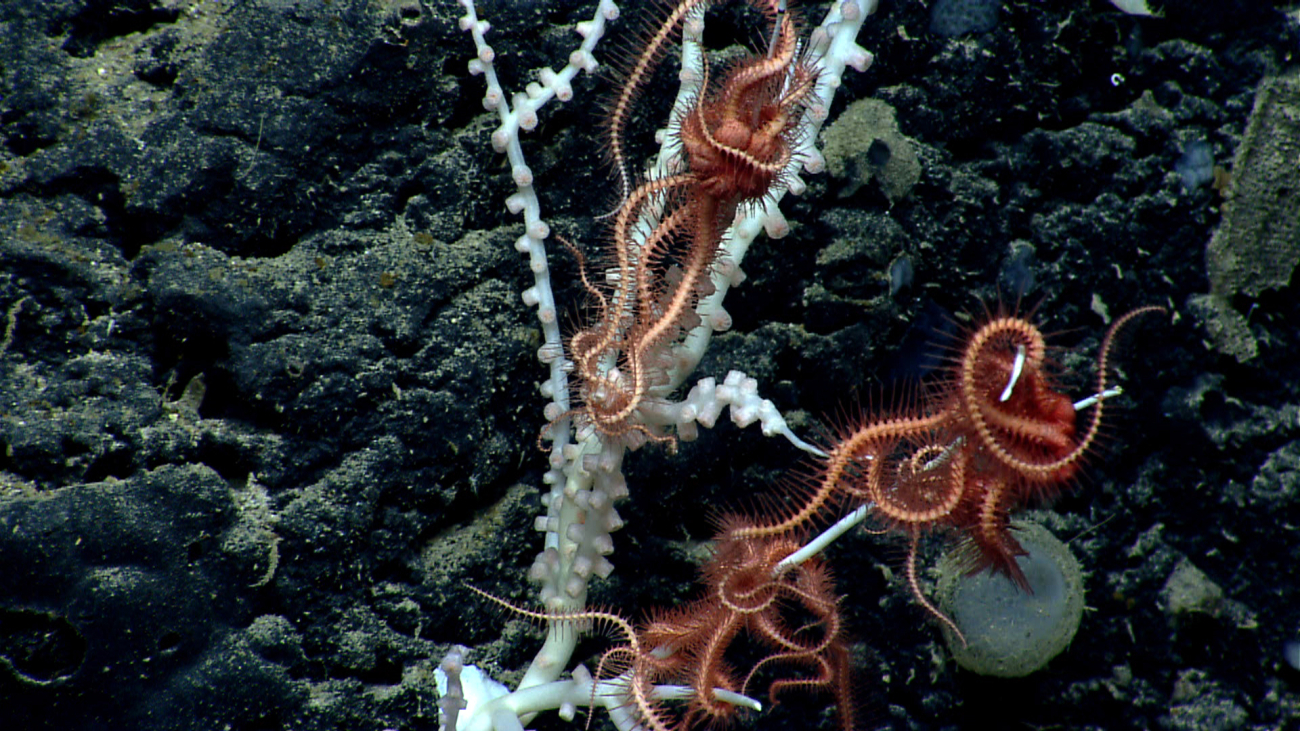 A white coral bush with pinkish red brittle stars