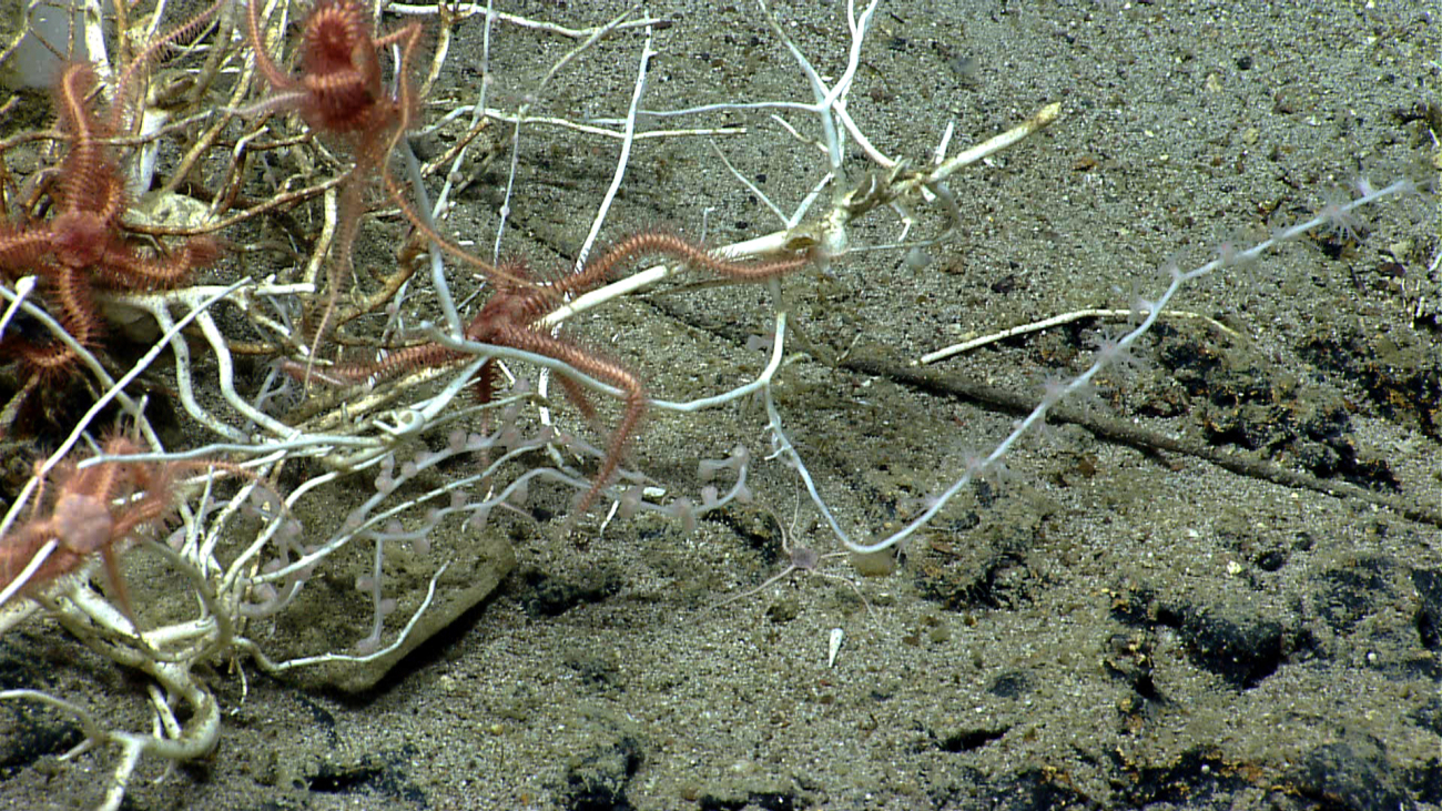 Dead coral bush providing habitat for brittle stars