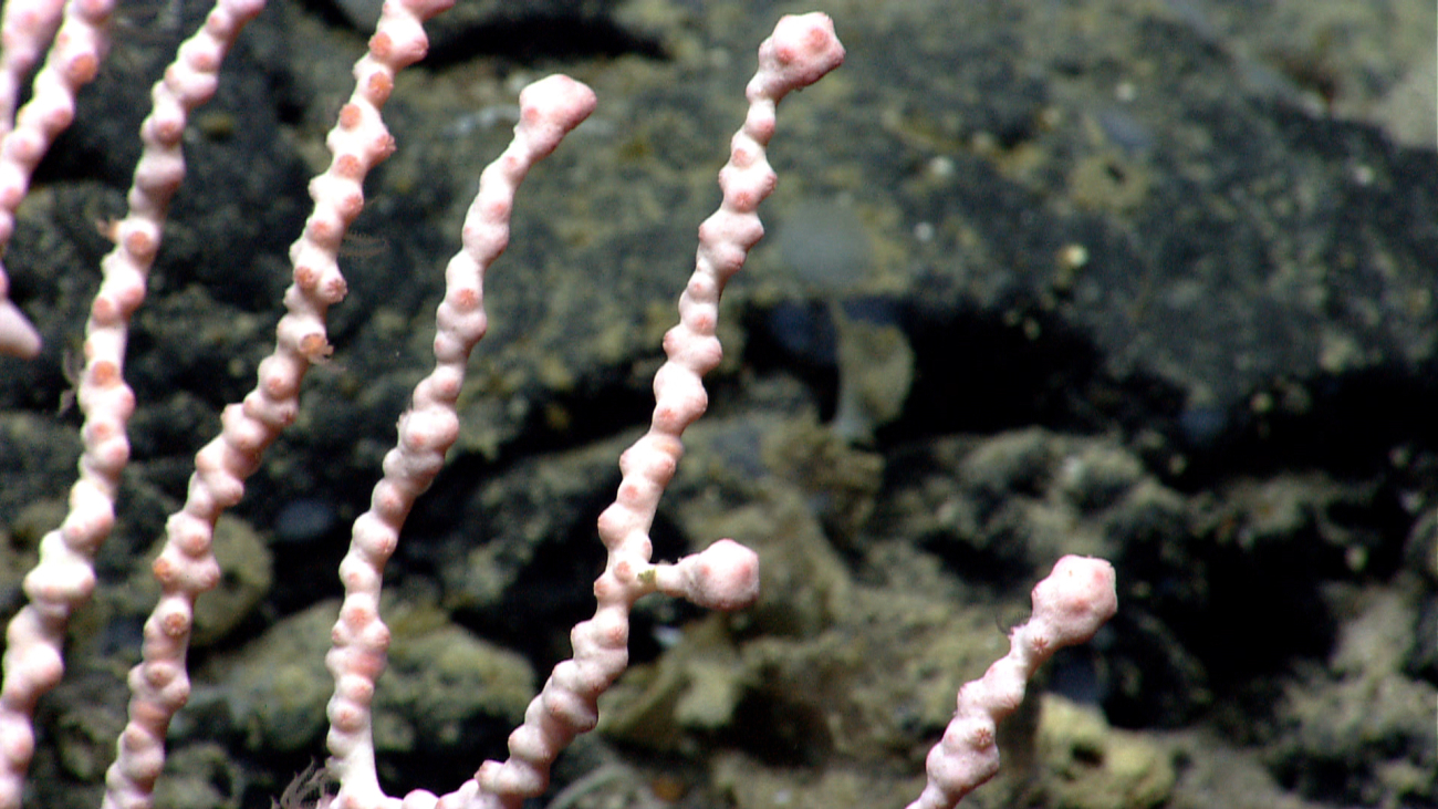 The knobby tips of a deep sea coral with retracted polyps