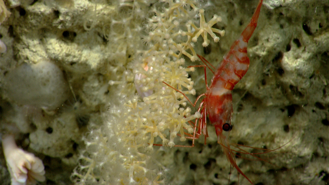 Deep sea coral