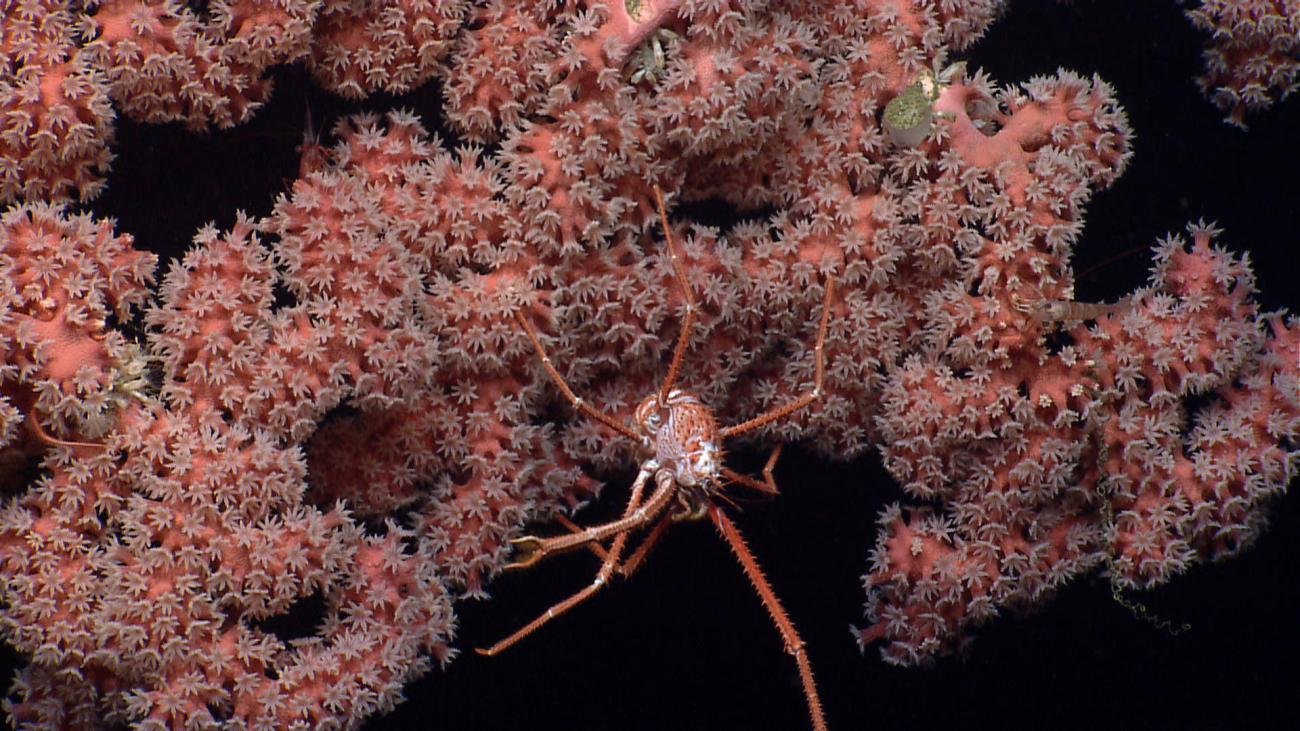 Coral polyps on a Paragorgia sp