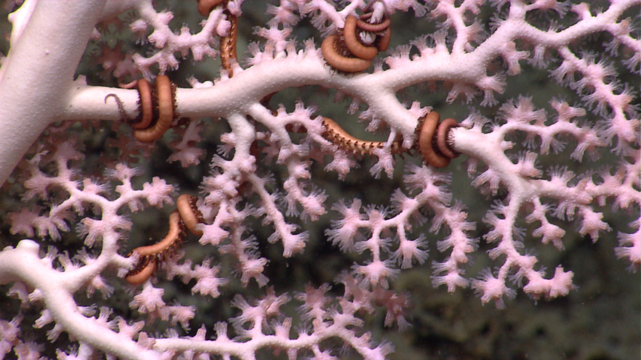 Close-up of brittle stars on whitish-purple Paragorgia sp