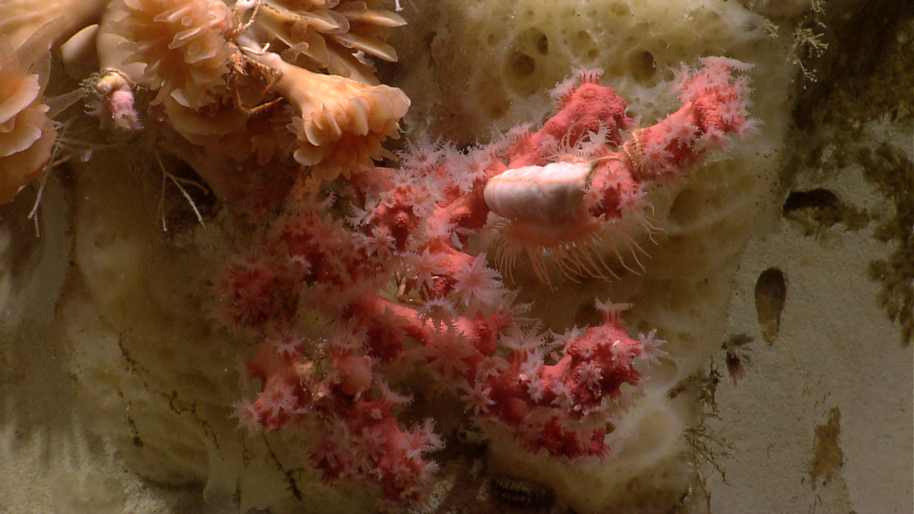 A small paragorgia coral with polyps extended and large cup corals