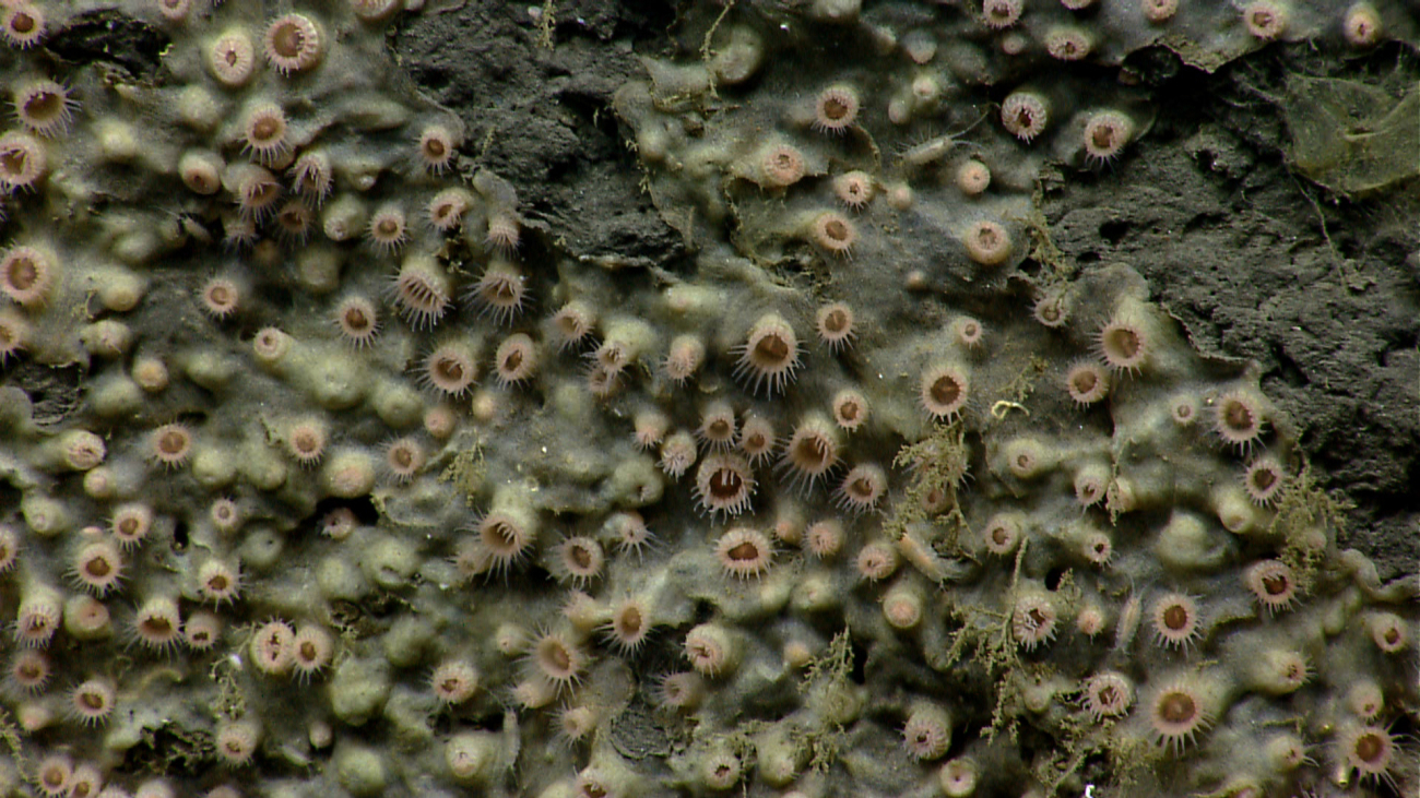 Zoanthids encrust part of a vertical canyon wall