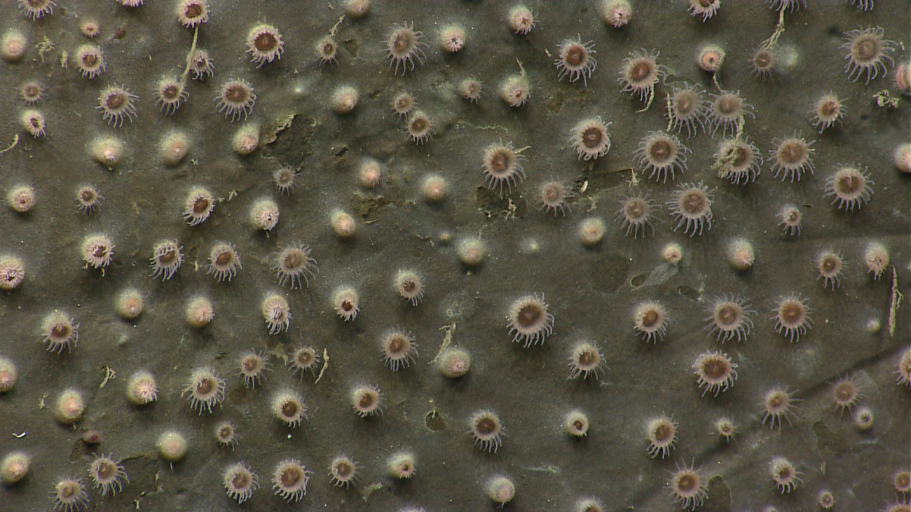 Zoanthids on a canyon wall