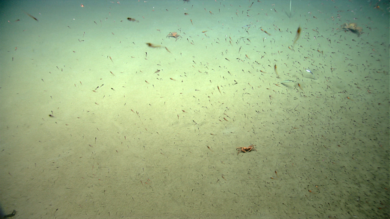 Krill swarming over red crabs on the sea floor