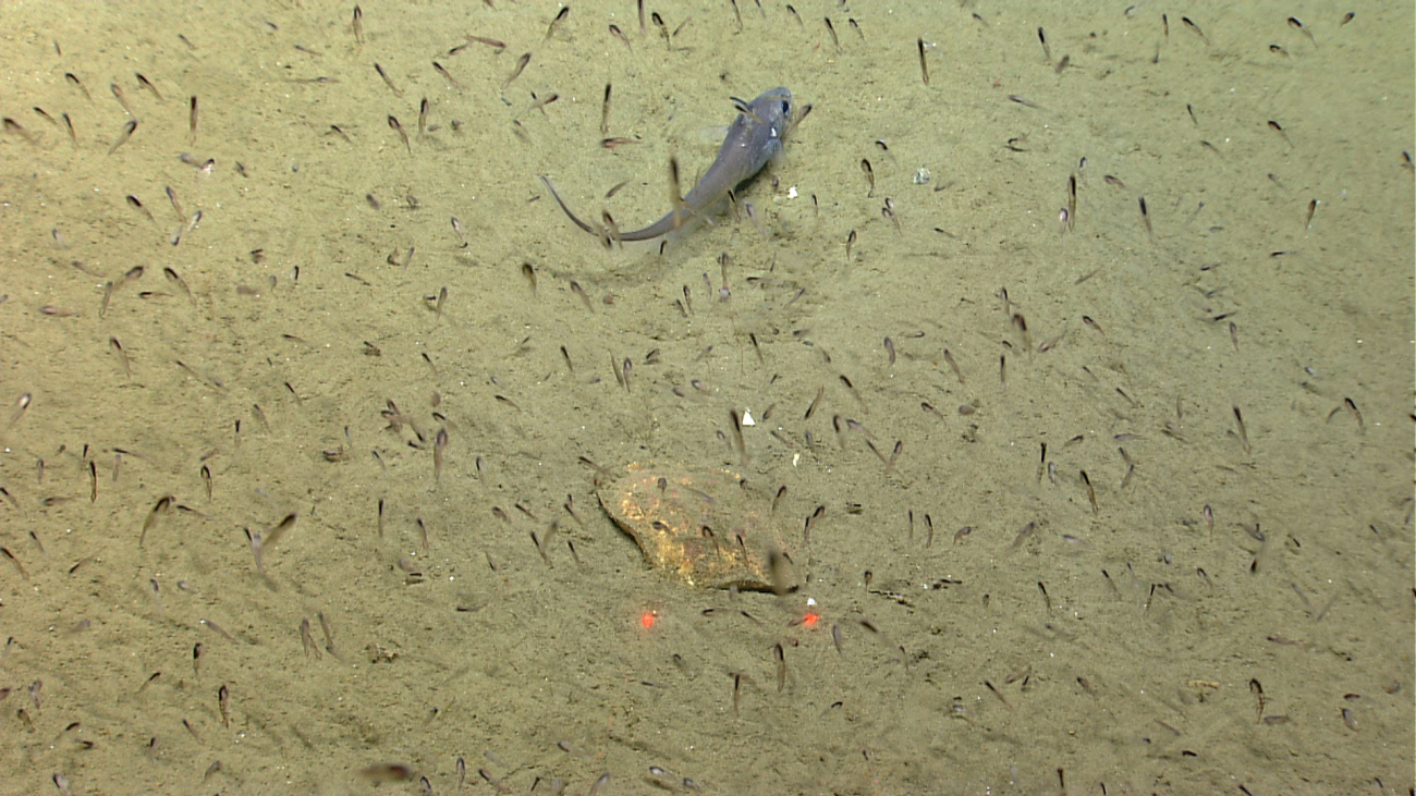 A swarm of krill? juvenile fish? with a grenadier/rattail close to the sea floor and a crab buried in the sediment