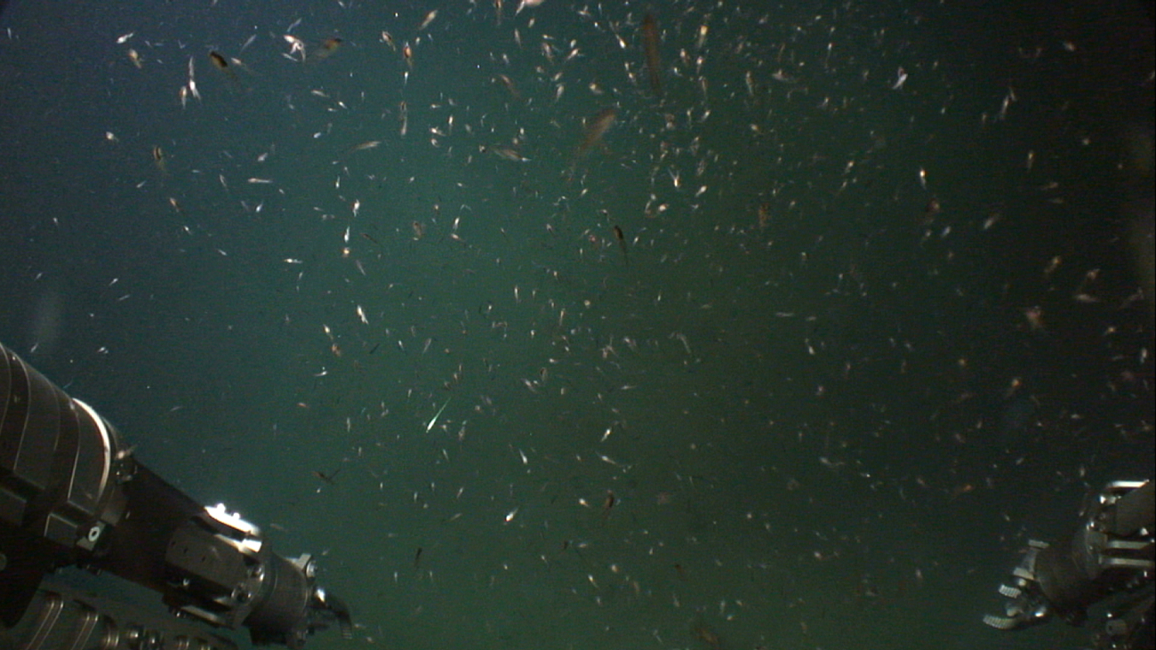 Squid, small fish, and possibly krill swarming like galaxies