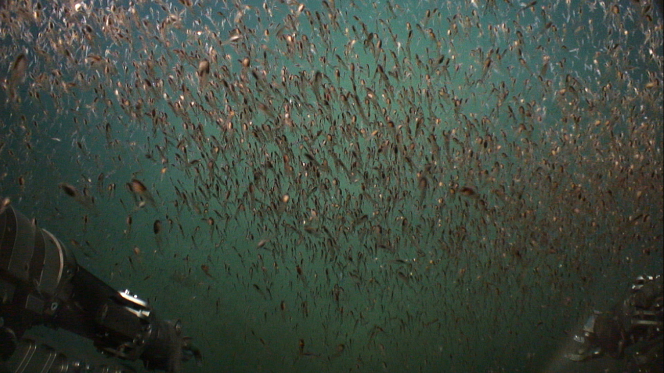 Juvenile fish? small squid? krill? swarming near to Deep Discoverer