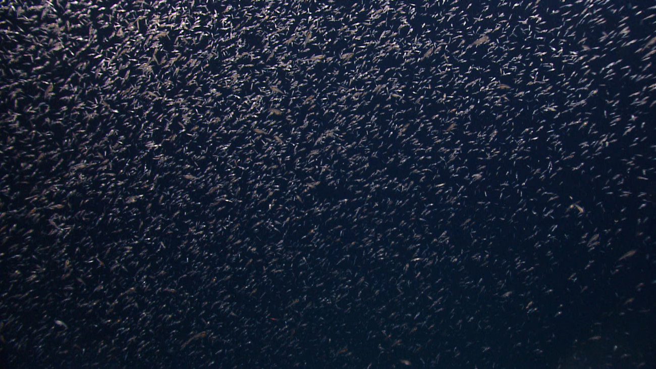 A swarm of krill seen against the backdrop of the eternal darkness of the deepsea