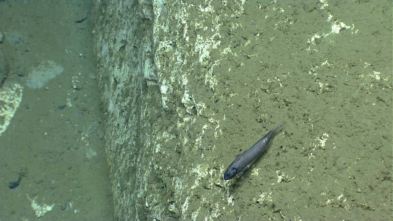 Deep sea fish at edge of a vertical ledge