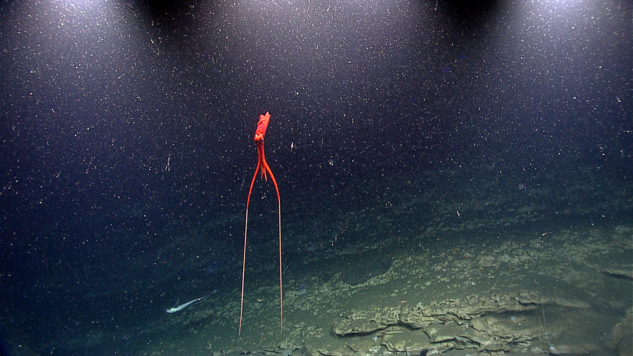 A spectacular deep sea squid (Mastigoteuthis sp