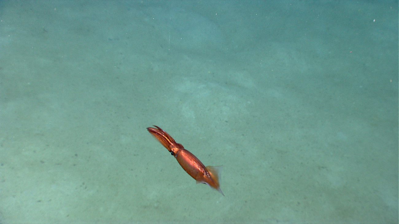 A beautiful iridescent copper-colored squid